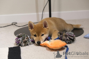 Photo №1. shiba inu - for sale in the city of Montreal | negotiated | Announcement № 42611