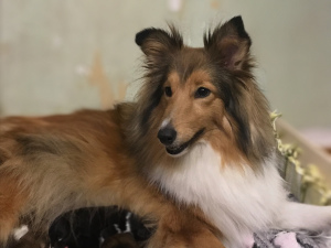 Photo №1. shetland sheepdog - for sale in the city of Kirov | 424$ | Announcement № 6338