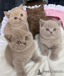 Photo №1. british shorthair - for sale in the city of Crefeld | 361$ | Announcement № 172301