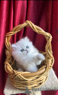 Photo №1. norwegian forest cat - for sale in the city of Rudolstadt | 329$ | Announcement № 149732