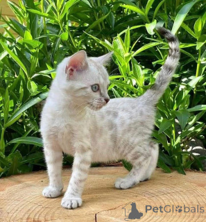Photo №2 to announcement № 160914 for the sale of bengal cat - buy in Germany 