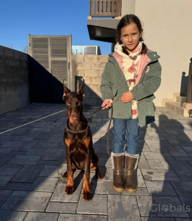 Photo №3. Doberman. Serbia