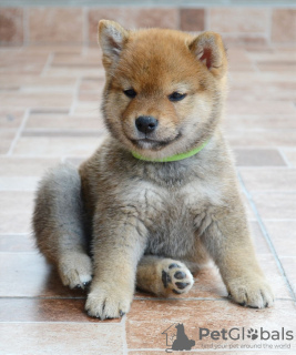 Photo №4. I will sell shiba inu in the city of Kragujevac. breeder - price - negotiated