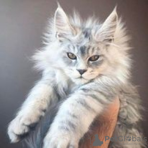 Photo №1. maine coon - for sale in the city of Hartford | 600$ | Announcement № 109901