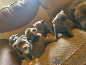 Photo №3. Staffordshire Bull Terrier puppies. Finland