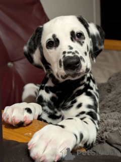 Photo №1. dalmatian dog - for sale in the city of Bergkamen | negotiated | Announcement № 159138