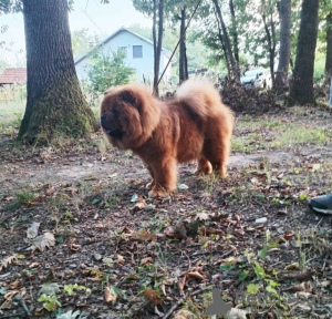 Additional photos: Chow Chow dogs for sale