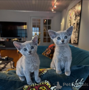 Photo №1. russian blue - for sale in the city of Aberdeen | negotiated | Announcement № 173588