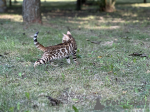 Additional photos: Boy Savannah F2