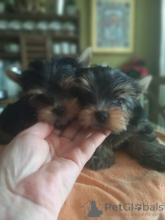 Photo №3. Yorkshire Terrier. Turkey