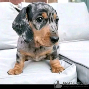 Photo №1. dachshund - for sale in the city of Бернау | 141$ | Announcement № 129355