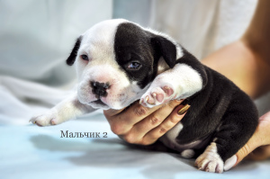 Photo №1. american bully - for sale in the city of Donetsk | 1500$ | Announcement № 6273