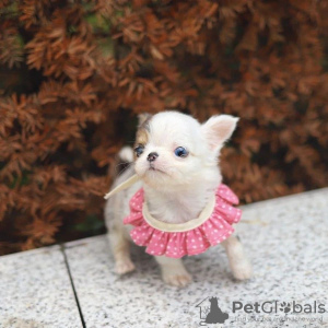 Photo №2 to announcement № 55643 for the sale of chihuahua - buy in United States 