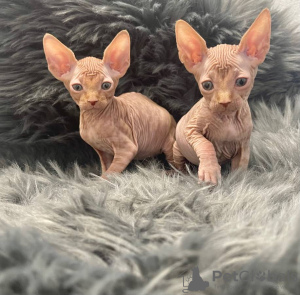 Photo №2 to announcement № 133901 for the sale of sphynx cat - buy in United States private announcement
