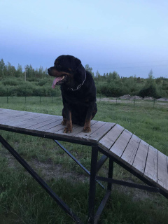 Photo №1. rottweiler - for sale in the city of Klaipėda | Negotiated | Announcement № 2513