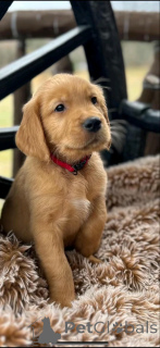 Photo №2 to announcement № 139070 for the sale of golden retriever - buy in Germany private announcement, breeder