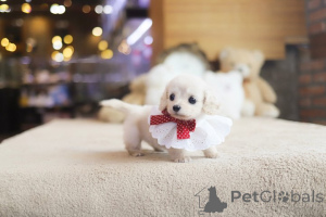 Photo №3. Dean Janet Kay puppies house. United States