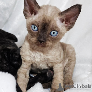 Photo №1. devon rex - for sale in the city of Aizlingen | 361$ | Announcement № 167219