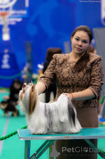 Photo №3. Beaver Terrier knit in Russian Federation. Announcement № 135415