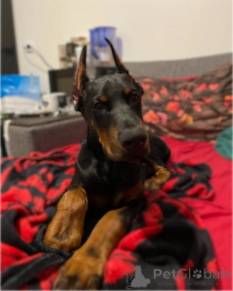 Photo №3. Typical European Doberman puppies.. Germany