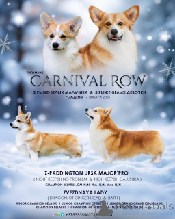 Photo №3. welsh corgi pembroke puppies. Belarus