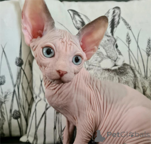Photo №1. sphynx cat - for sale in the city of Gefrees | 329$ | Announcement № 153780