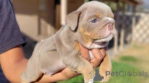 Photo №2 to announcement № 136198 for the sale of english bulldog - buy in United Kingdom 