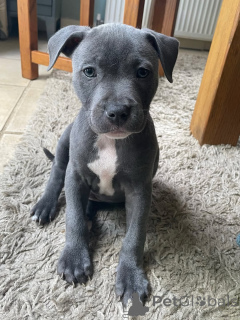 Photo №3. Bring Home Joy Staffordshire Bull Terrier Puppies Available Today. Germany