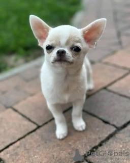 Photo №2 to announcement № 126845 for the sale of non-pedigree dogs - buy in France breeder