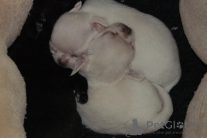 Photo №3. Purebred Chihuahua puppies for sale.. Poland