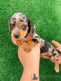 Photo №2 to announcement № 163622 for the sale of dachshund - buy in Finland private announcement, from the shelter