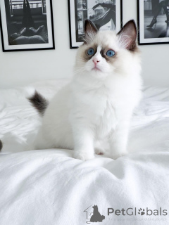 Photo №1. ragdoll - for sale in the city of Werriste | 2900$ | Announcement № 176612