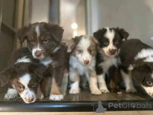 Photo №3. Australian Shepherd Welpen zur Adoption. Germany