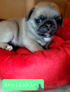 Photo №1. pug - for sale in the city of Viernheim | 329$ | Announcement № 130521