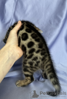 Additional photos: Bengal breeding kitten (male) show class