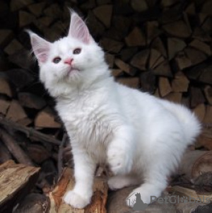 Photo №1. maine coon - for sale in the city of Huttwil | Is free | Announcement № 129254