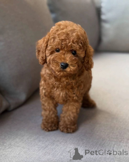 Photo №2 to announcement № 150828 for the sale of poodle (toy) - buy in Germany breeder