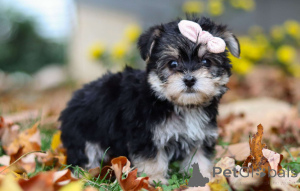 Photo №1.  - for sale in the city of Berlin | negotiated | Announcement № 156764