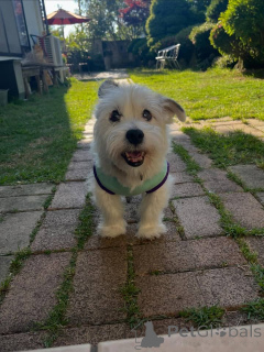 Photo №3. Beautiful Jack Russell Terrier Puppies Looking for Their Forever Homes. Switzerland