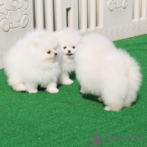 Photo №2 to announcement № 148392 for the sale of pomeranian - buy in United States breeder