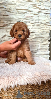 Photo №1. poodle (toy) - for sale in the city of Панчево | negotiated | Announcement № 106411