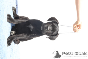 Photo №4. I will sell cane corso in the city of Buzău. breeder - price - 1882$