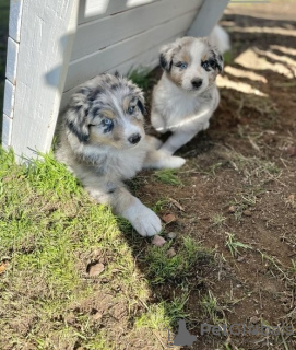 Photo №1. australian shepherd - for sale in the city of Mainz | 376$ | Announcement № 130449