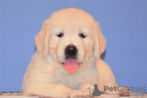 Photo №2 to announcement № 109279 for the sale of golden retriever - buy in Germany private announcement, breeder