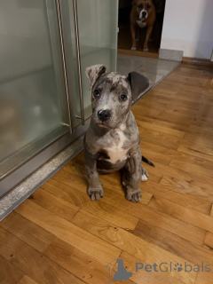 Photo №3. Wunderschöne Pitbull-Welpen suchen ein liebevolles neues Zuhause. Germany