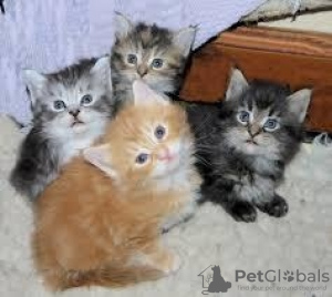 Photo №1. maine coon - for sale in the city of Антверпен | 211$ | Announcement № 125202