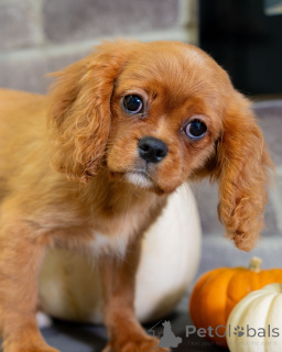 Photo №3. Sweet Daisy is pure joy in a furry form! Playful, gentle, and full of love shes. Switzerland