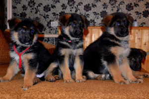 Photo №1. german shepherd - for sale in the city of Москва | 133$ | Announcement № 2013