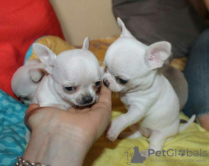 Photo №1. chihuahua - for sale in the city of Prague | negotiated | Announcement № 124617