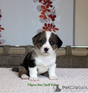 Photo №1. welsh corgi - for sale in the city of Belgorod | negotiated | Announcement № 11152